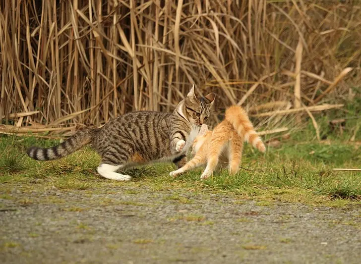 【ペット】犬や猫はマンションに向かない!?その理由を徹底解説