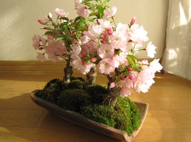 お家で簡単お花見 桜盆栽の育て方