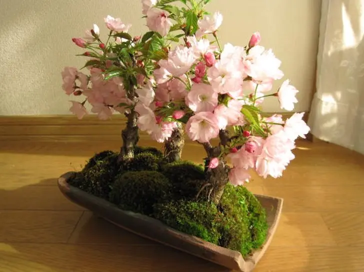 お家で簡単お花見！桜盆栽の育て方