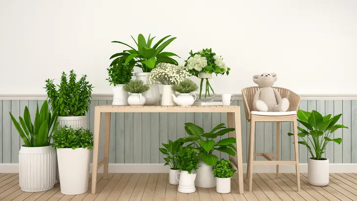 観葉植物でお部屋に潤いを!枯らさないための5つのコツとは