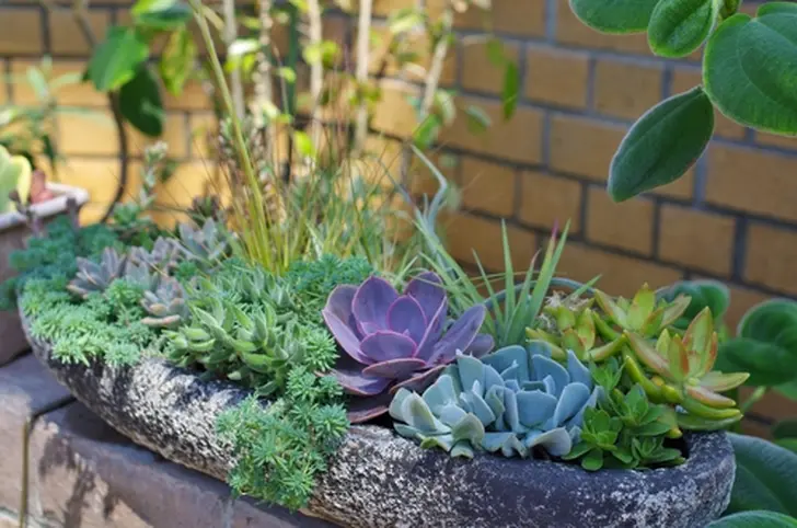 多肉植物の寄せ植えって実は超簡単！誰でもできる寄せ植えの方法や寄せ植え先の鉢も一挙紹介！