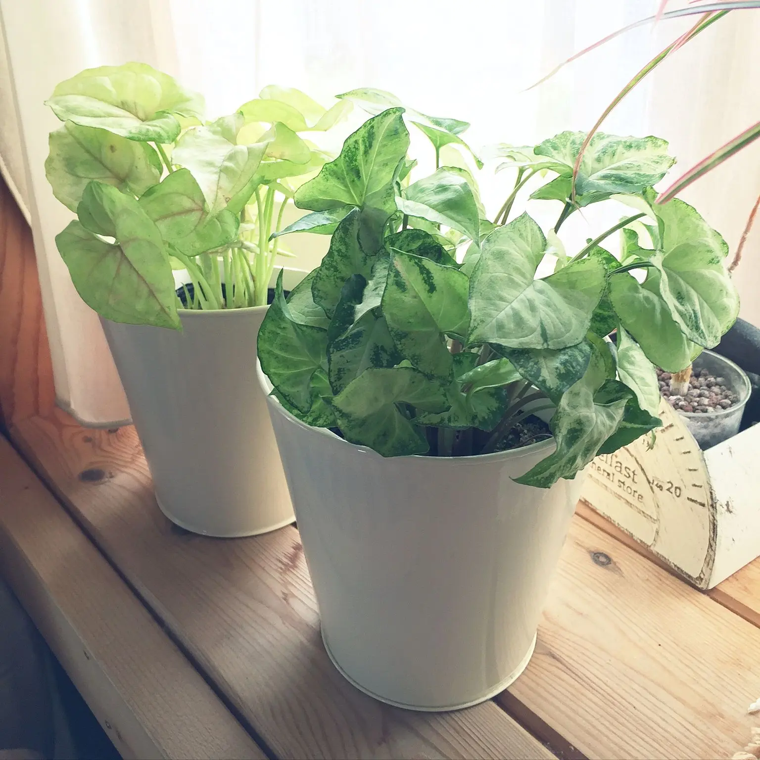 イモにまつわる「つる性観葉植物」6種類!サトイモからサツマイモまで!?