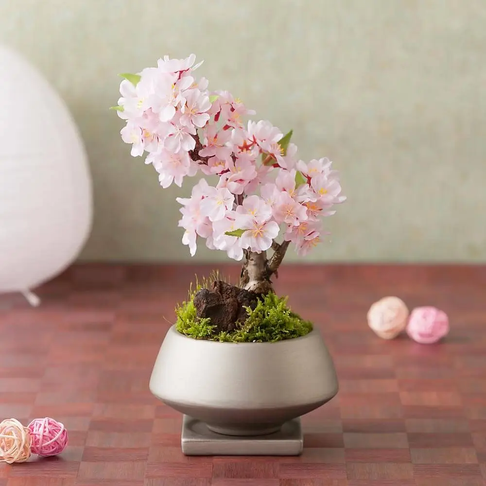 お家で簡単お花見！桜盆栽の育て方