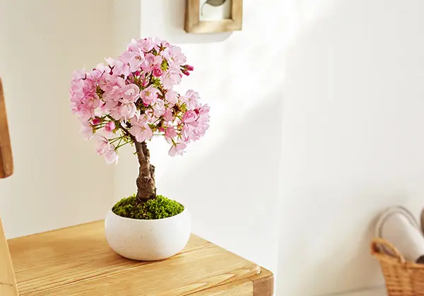 お家で簡単お花見 桜盆栽の育て方
