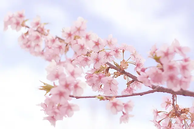 名曲「桜坂」は実在する坂!周辺の住環境は?