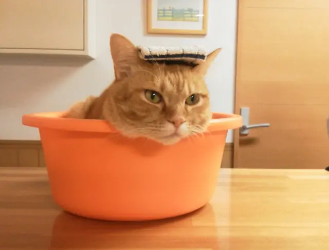 【知らなきゃ損!】DIYでシャワーの水を節約しよう!