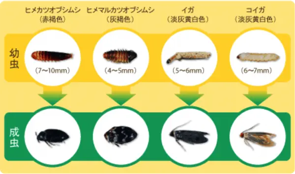 エステー の防虫グッズで衣替えをスムーズに