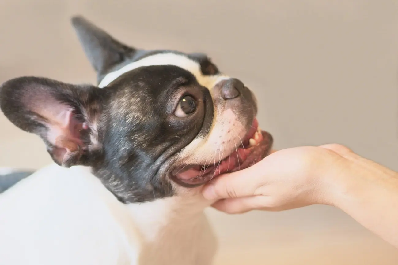【愛犬家に伝えたい!】イヌを飼いやすい部屋のポイント5選