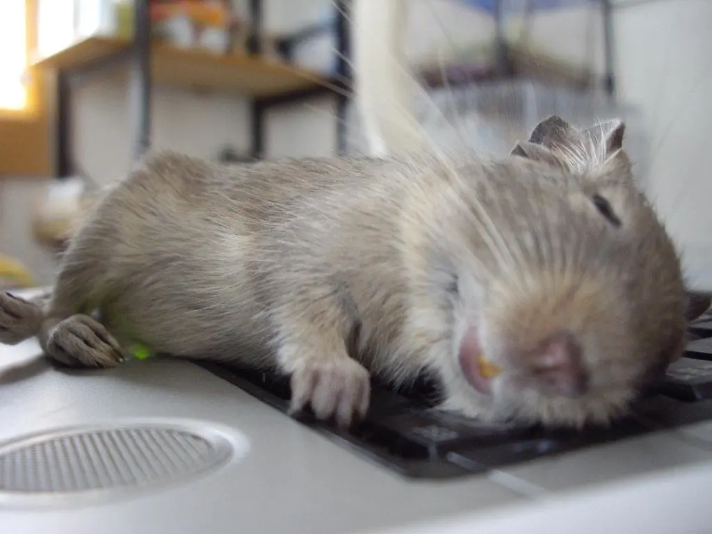 犬や猫だけじゃない!デグーなど、マンションで飼える可愛すぎるペットたち!