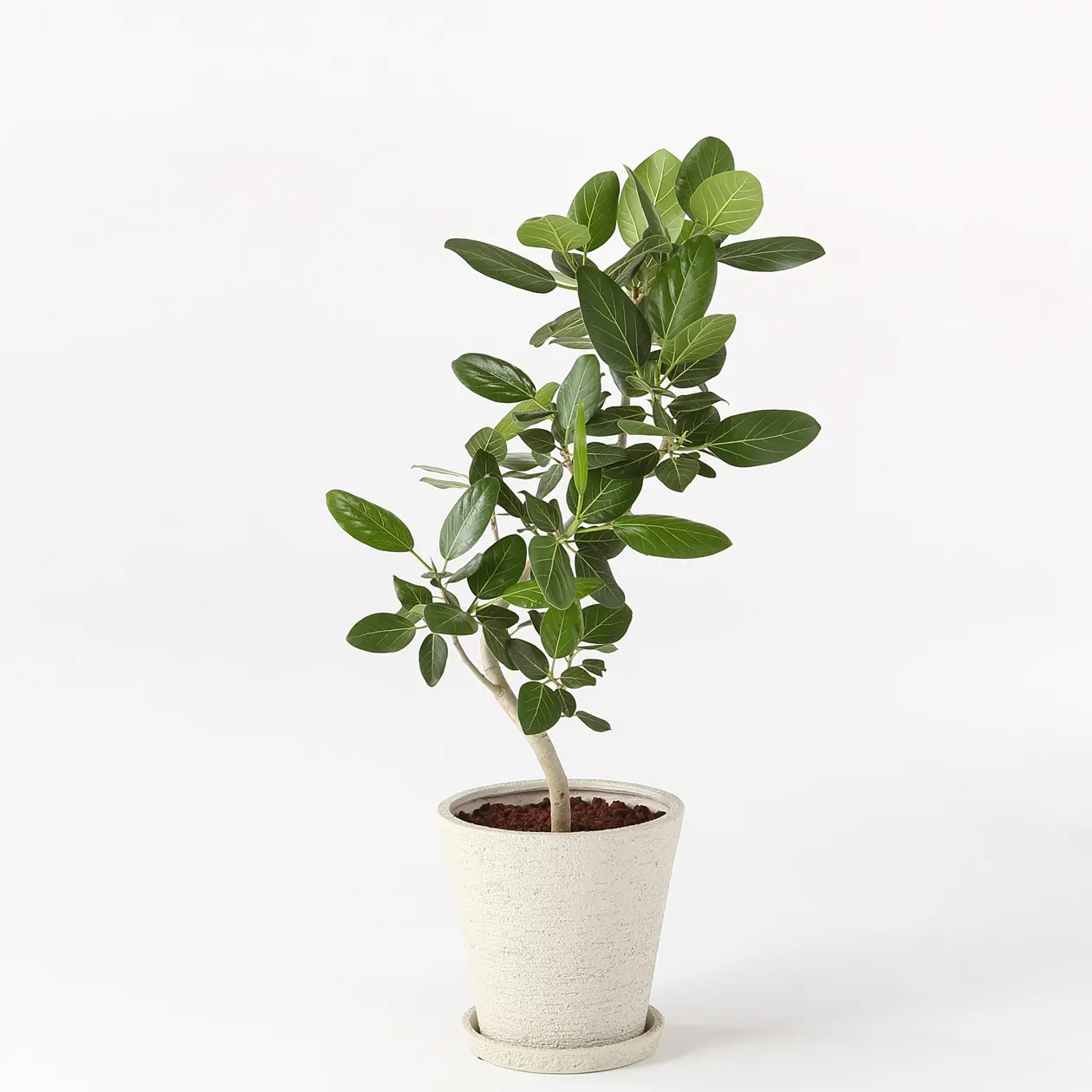 MUJI アルテシマ 13号 無印良品 観葉植物 ディスプレイ 雑貨 植木