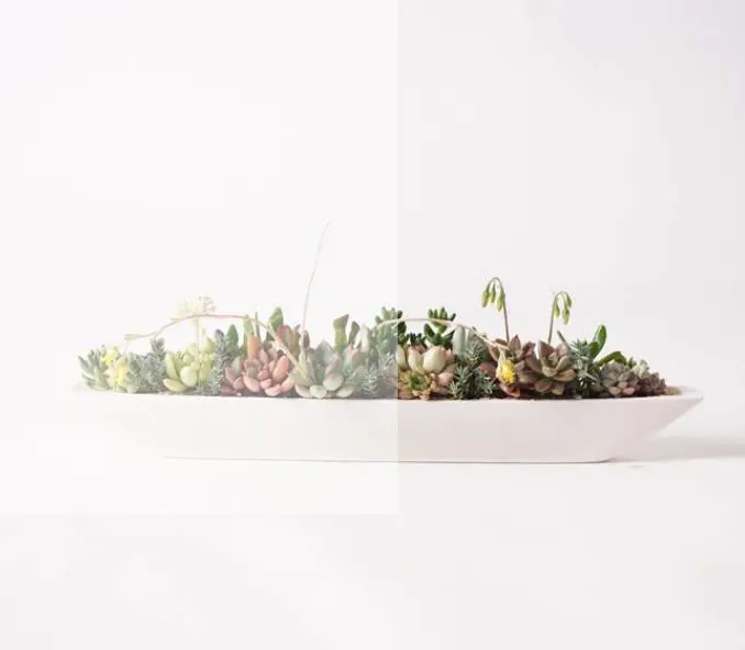 多肉植物の寄せ植えにピッタリな器